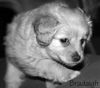 Cassidy's pup Bradaigh