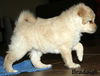 Cassidy's pup Bradaigh