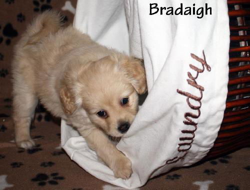 Cassidy's pup Bradaigh
