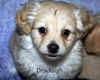 Cassidy's pup Bradaigh