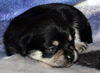 Cassidy's pup Sophie