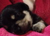 Cassidy's pup Sophie