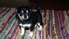 Cassidy's pup Sophie