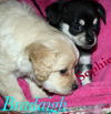 Cassidy's pup Sophie