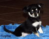 Cassidy's pup Sophie
