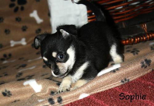 Cassidy's pup Sophie