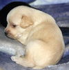 Cassidy's pup Hudson