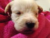 Cassidy's pup Hudson
