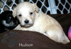 Cassidy's pup Hudson