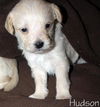 Cassidy's pup Hudson