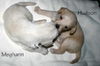 Cassidy's pup Hudson
