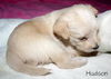 Cassidy's pup Hudson