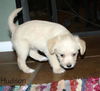 Cassidy's pup Hudson