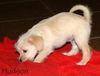 Cassidy's pup Hudson