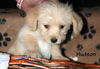 Cassidy's pup Hudson