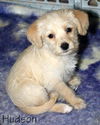 Cassidy's pup Hudson