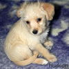 Cassidy's pup Hudson