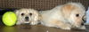 Cassidy's pup Hudson