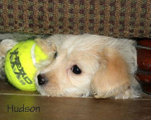 Cassidy's pup Hudson