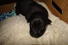 Rebecca's pup Jett