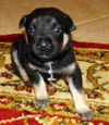 Rebecca's pup Jett