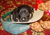Rebecca's pup Jett