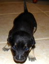 Rebecca's pup Jett