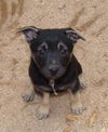 Rebecca's pup Jett
