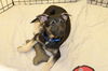 Rebecca's pup Jett