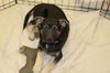 Rebecca's pup Jett