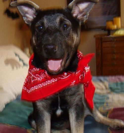 Rebecca's pup Jett