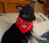 Rebecca's pup Jett