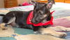 Rebecca's pup Jett