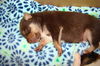 Rebecca's Pup Buster