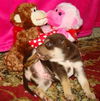 Rebecca's Pup Buster