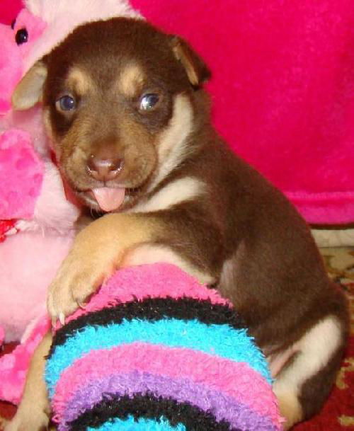 Rebecca's Pup Buster