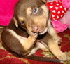 Rebecca's Pup Buster