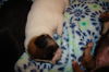 Rebecca's Pup Lacey