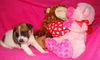 Rebecca's Pup Lacey