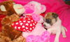 Rebecca's Pup Lacey