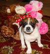 Rebecca's Pup Lacey