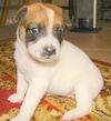 Rebecca's Pup Lacey