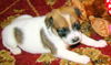 Rebecca's Pup Lacey