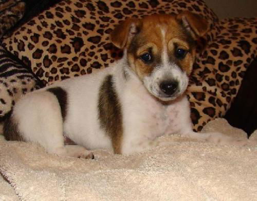 Rebecca's Pup Lacey