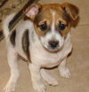 Rebecca's Pup Lacey