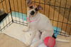 Rebecca's Pup Lacey