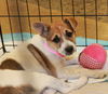 Rebecca's Pup Lacey