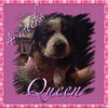 Sookie's Pup Queen