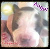 Molly's pup Angel