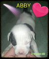 Molly's pup Abby